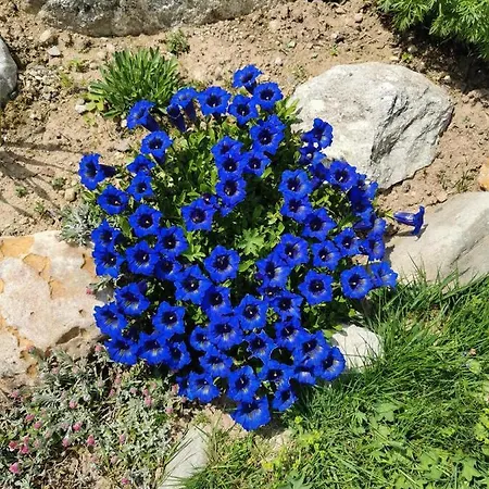 Daire Mit Traumhafter Aussicht Goms