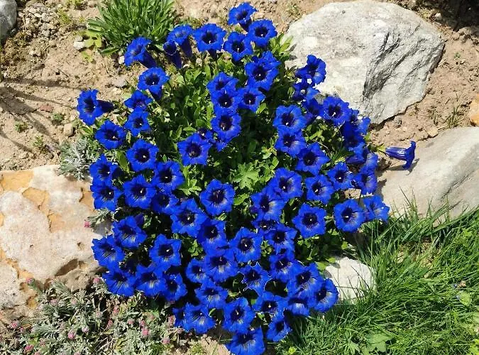 Apartman Mit Traumhafter Aussicht Goms