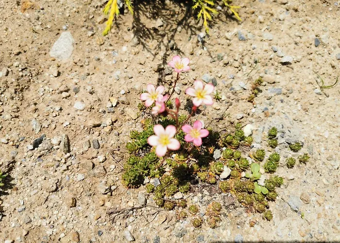 Mit Traumhafter Aussicht * Goms